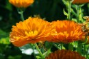 Ringelblume - Calendula officinalis * 1242 x 828 * (252KB)